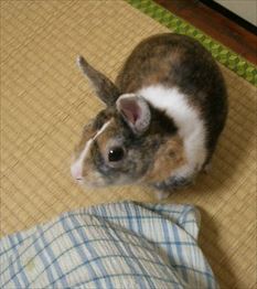 �Ȃɂ�����������