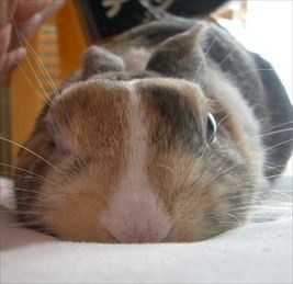 �Ђ�؂�����