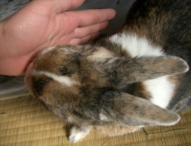 �������Ƃ�