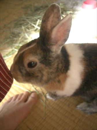 �p�W���}��