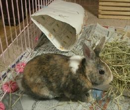 �g���l��