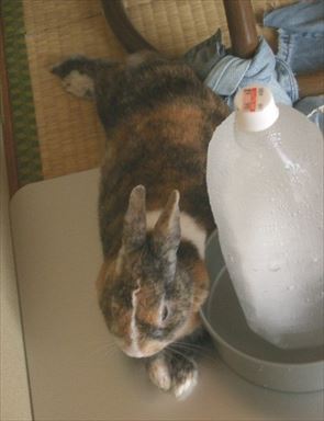 �y�b�g�{�g��