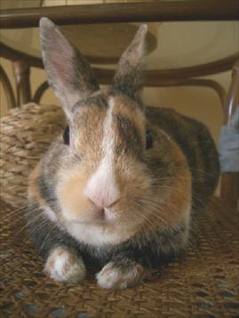 �|�R�x�b�h��