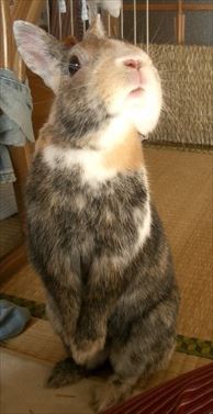 �z�ɂĂ炳�ꂽ