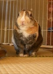 �҂��̎w���