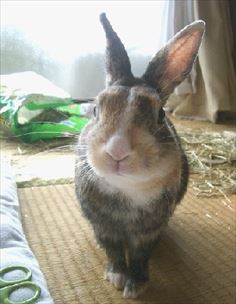 �H�̓�����