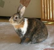 ���낢��Ȋp�x