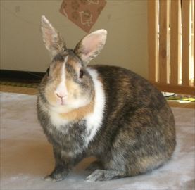 ���낢��Ȋp�x