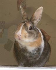 ���낢��Ȋp�x