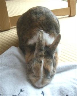 �������傤�ǂ���