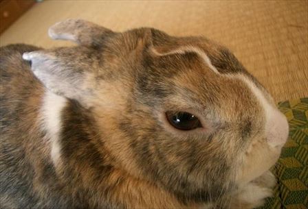 ���ł��ł����΂ꂽ