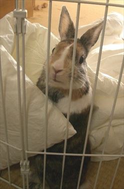 �z�c�T�[�N��