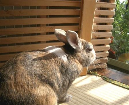 �H����̓�����