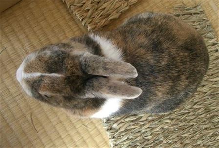 �ォ��݂��|�R