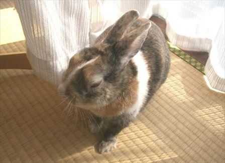 �H�̓�����