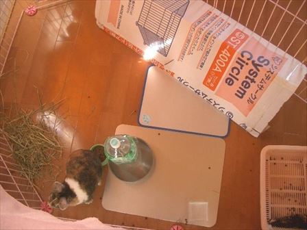 �ŏ��̃��C�A�E�g