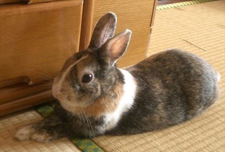 �`�F�X�g�̑O