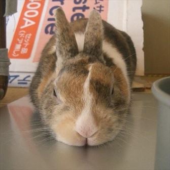 �A���~�{�[�h