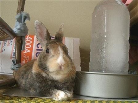 �X�y�b�g�{�g��