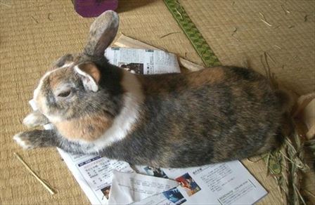 �`���V�̏��