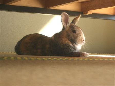 �x�b�h�̉�