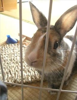 �|�R�����֗��ėV�ڂ���I�ƌĂ�ł���