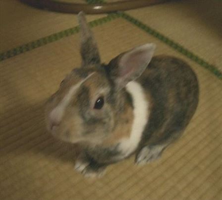 ���Ƃ܂肩��A���Ă���