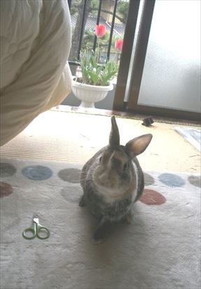 �`���[���b�v��