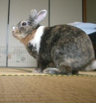 �悱����݂��Ƃ���