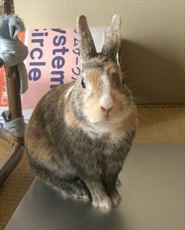 ������Ƃ��Ă���