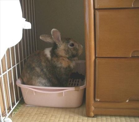 �������X�^�C��