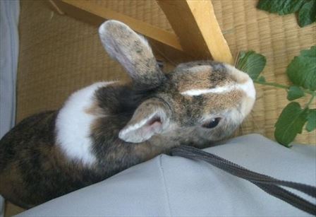 �g�}�g�̗t��H�ׂ�