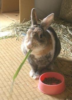 �������O���X��H�ׂ�