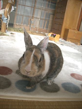 ���C�ɗV�Ԃ�