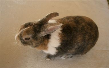 �������肨�ƂȂ����Ǐ�����