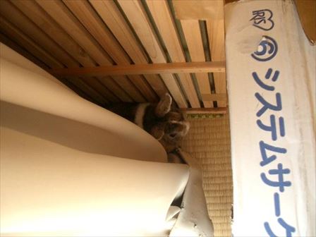 �����ł�