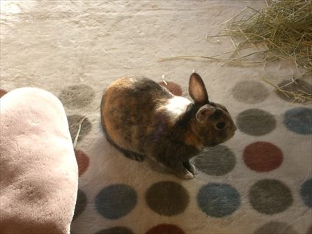 �~�т�������ĂӂƂ߂Ɍ�����