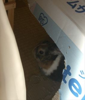 �g���l���̒�