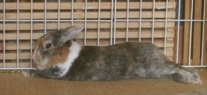 �͂�؂��|�[�Y