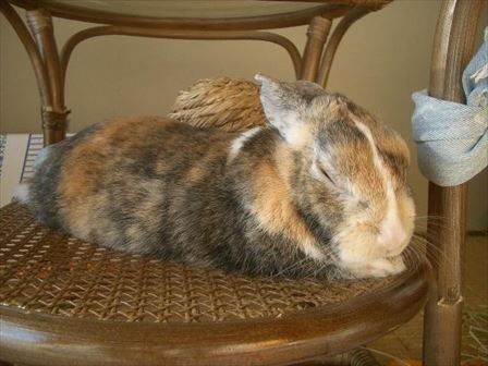 �|�R�x�b�h�ŐQ�Ă�