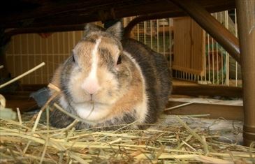 �\�t�@�̉��Œ��Q