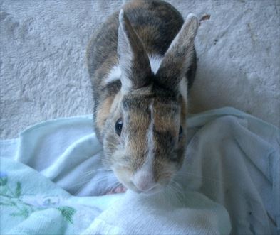 ���͂����΂񌳋C����