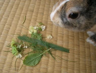 �x�����_�̎��n