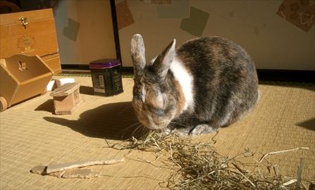 �O�Ԋ��肪��D��